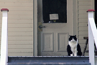 A fluffy black and white cat sits on a vintage-style porch observing passers by.