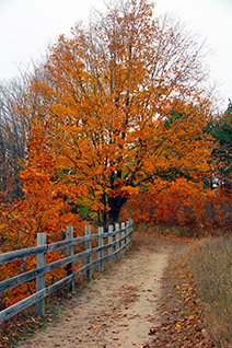 Lovely fall tree along a path at Deadman's Hill, Elmira, Michigan