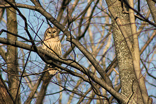 A barred owl rests in a tree in early spring.