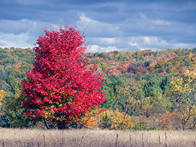 Beautiful solitary red-leaved maple tree in a field with background trees changing in fall colors.