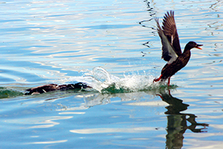 The male mallard duck quickly swam up and 'goosed' the female mallard. It was obviously intentional. She squawked and jumped out of the water and flew a little bit away from him, then landed back in the water. Then the two of them swam together for a little while.