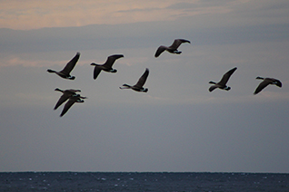 A gaggle of geese takes off in flight over the water of the bay.