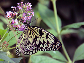 Delicate ricepaper butterfly rests on a flower.