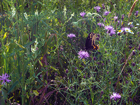 Spicebush Swallowtail Butterfly in a meadow.