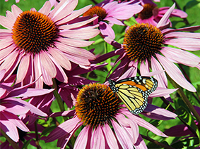 A monarch butterfly rests on a purple flower.