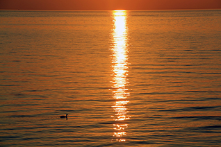 A lone duck swims at sunset in Little Traverse Bay, Petoskey, Michigan.