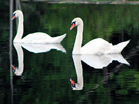 A pair of mute swans swimming at Spring Lake Park, Petoskey, Michigan.